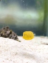 水槽をさまよう小さなフグ「この世界に慣れてない感」のある動きが可愛い「バイト初日のワイ」自身に重ねる人続出