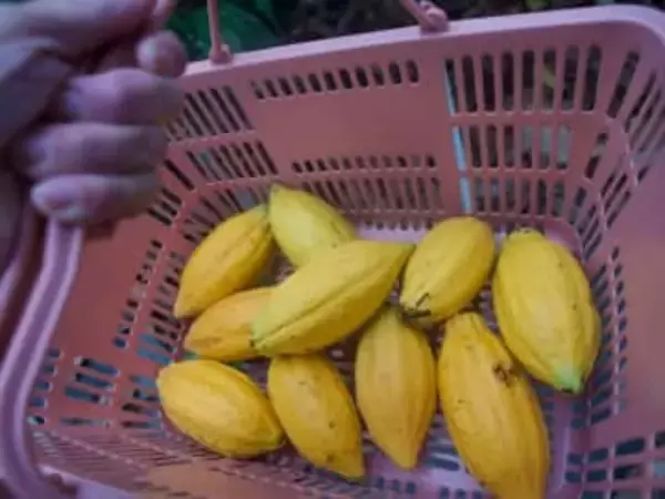 日本じゃ絶対に無理！散々バカにされたカカオ栽培、成功した理由とは！？寒暖差を克服した秘訣【農園経営者に聞いた】