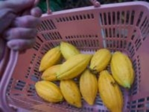 日本じゃ絶対に無理！散々バカにされたカカオ栽培、成功した理由とは！？寒暖差を克服した秘訣【農園経営者に聞いた】