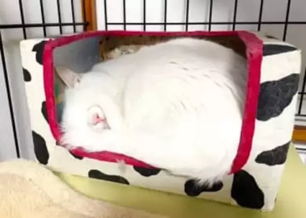 「便利！…アイマスクまでできるのか」猫さんの神ワザに9.4万いいね「機能性100点」
