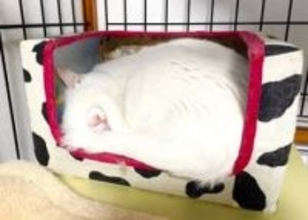 「便利！…アイマスクまでできるのか」猫さんの神ワザに9.4万いいね「機能性100点」