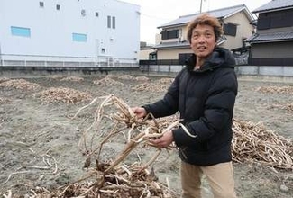 伝統的おせち料理の「めでたい食材」がピンチ　農家が次々廃業、京都では2軒だけに　一体なぜ？