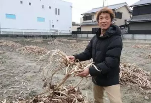 伝統的おせち料理の「めでたい食材」がピンチ　農家が次々廃業、京都では2軒だけに　一体なぜ？