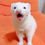 「「飼い主さん、ついてきて！」フェレットが誘導した先は…　扉の前で「開けて！」と見上げる姿に「かわいすぎる」4.3万人キュン」の画像1