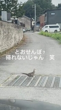 何度も車の行く手を阻むキジ　不思議に思った男性がエンジンを切ると、かすかな音が…救出されたヒナたちは無事に親鳥のもとへ
