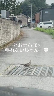 何度も車の行く手を阻むキジ　不思議に思った男性がエンジンを切ると、かすかな音が…救出されたヒナたちは無事に親鳥のもとへ