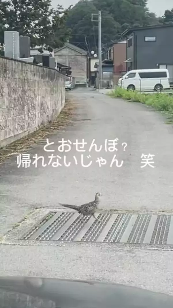 何度も車の行く手を阻むキジ　不思議に思った男性がエンジンを切ると、かすかな音が…救出されたヒナたちは無事に親鳥のもとへ
