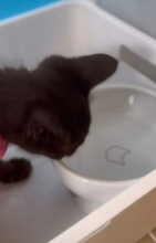 屋上から落下した下半身麻痺の子猫　水の飲み方がわからずにいると…先輩猫がそっとお手本　今も後ろ足は動かないけど元気いっぱい♪