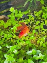 「ま、まさか、死んでる…！？」水草の上で横になる金魚に飼い主もヒヤリ　5年間もこの姿「怠惰だw」「動画だった！」2.1万いいね