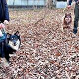 「【クリスマスの奇跡】元保護犬が7年後、姉妹犬と再会　感動の声あふれる「そっくり」「美形の色違い」「こんな奇跡が」」の画像1