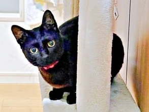 「話、聞こか？」に全力返信！ 階段を爆走しながらおしゃべりする黒猫に2.2万いいね　「本当萌える」「飼い主のデレ声もかわいい」