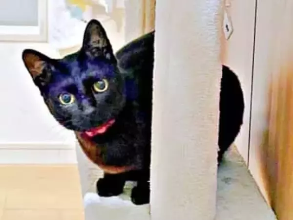 「話、聞こか？」に全力返信！ 階段を爆走しながらおしゃべりする黒猫に2.2万いいね　「本当萌える」「飼い主のデレ声もかわいい」
