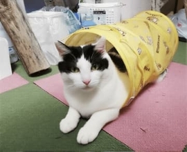 近づく人すべてに「シャー！」元野良猫“暴れん坊将軍”に家族が決まった　猫歴60年…80代の団体代表だけが見抜いていた“甘えん坊の顔”