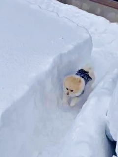 雪でつくった「無限ドッグラン」をぐるぐる爆走するポメラニアンが最高に楽しそう　「出口どこだよ！」「犬は喜び庭駆け回り」