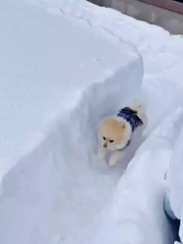 雪でつくった「無限ドッグラン」をぐるぐる爆走するポメラニアンが最高に楽しそう　「出口どこだよ！」「犬は喜び庭駆け回り」