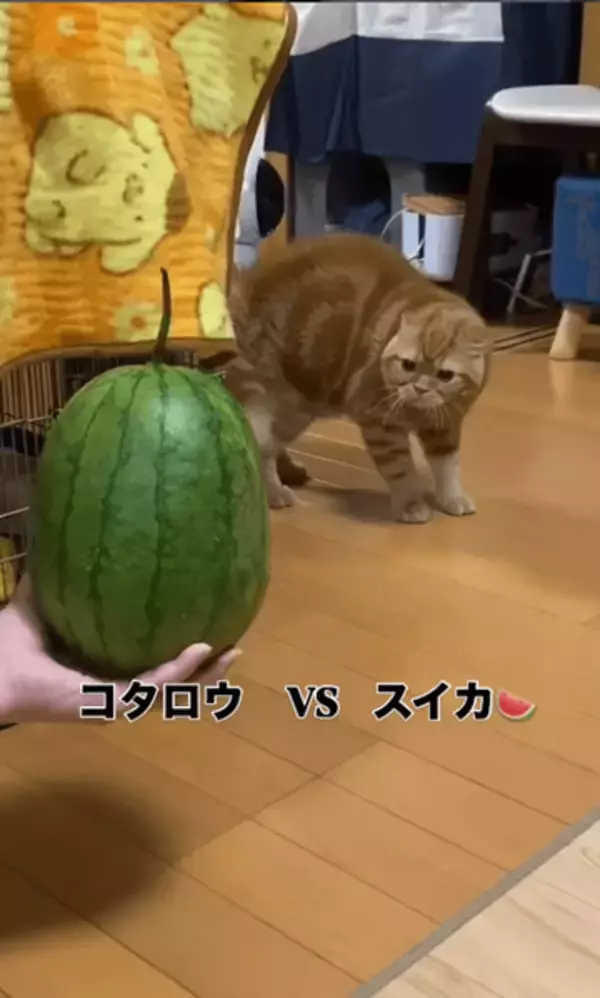 「お前は何者だ！」初めて見るスイカに猫が大パニック「ナウナウナウ～！」　必死すぎる表情に飼い主も思わず爆笑　「文句言ってる」