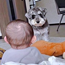 ワンコ「遊んで～」赤ちゃん「キャッキャ♪」見つめ合いすれ違う犬と赤ん坊「困っているのがかわいい」「ニヤける」