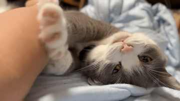 猫のお腹をモフモフすると、お返しの「かきかきサービス」がたまらない「爪の出し具合が絶妙！プロの業！」