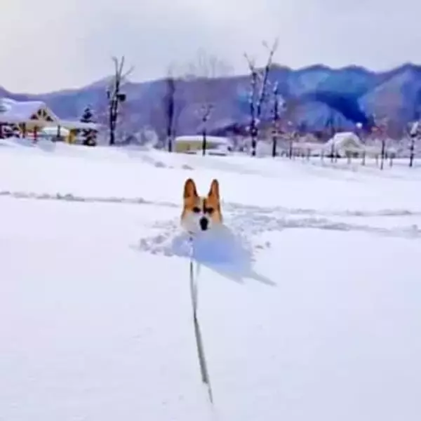 記録的豪雪の札幌で“コーギーラッセル車”が出動　191万再生を記録した驚きの跳躍が話題「道ができました」「力強くてかっこいい」