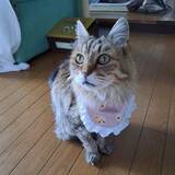 「19歳で旅立った愛猫、亡くなる4日前に月夜の散歩「お別れが近いんだ」やせ細った体を抱いて帰った「今でもそこにいるような」」の画像1