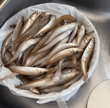 夫の釣果「キス84匹」シンクにどっさり！突然の大量の魚、どう処理する？ 妻「天ぷら→南蛮漬け→…」見事に即決　一番感動的だったのは