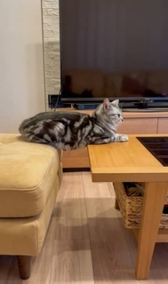 ”筋トレ”ネコ　取っ組み合いでやられてばかりのお兄ちゃんネコが体幹トレーニング？