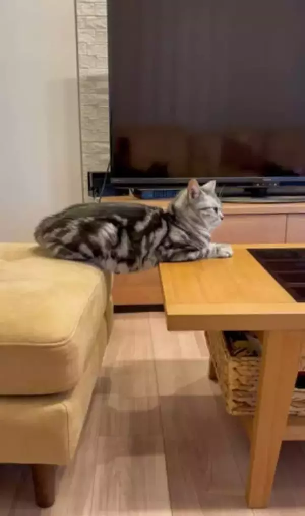 ”筋トレ”ネコ　取っ組み合いでやられてばかりのお兄ちゃんネコが体幹トレーニング？