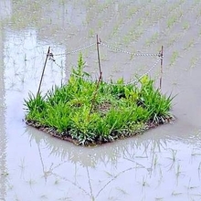 「コレって何？」田植え後の田んぼにヒモで囲われた「浮島」　散歩中に見つけた不思議な一角「結界のよう」「井戸の跡？」