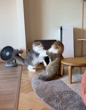 ケンカしてるの？じゃれてるの？　ゆる〜い猫パンチを繰り出す2匹の猫に爆笑「朝からこれ見たら仕事行きたくなくなる」