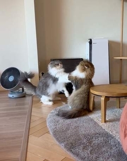 ケンカしてるの？じゃれてるの？　ゆる〜い猫パンチを繰り出す2匹の猫に爆笑「朝からこれ見たら仕事行きたくなくなる」