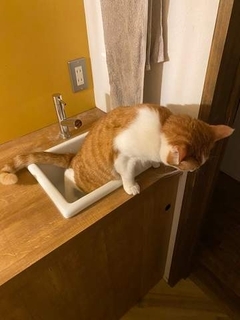 「トイレの回数が少ない」と心配していたら…猫ちゃんが用を足していた場所に飼い主「おまえこのやろう」