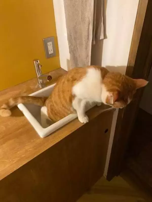 「トイレの回数が少ない」と心配していたら…猫ちゃんが用を足していた場所に飼い主「おまえこのやろう」