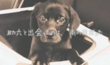ガリガリに痩せ細った、売れ残り6万円の子犬「この子、連れて帰れますか？」迎えた一人暮らし男性の人生激変、気づけば家族になっていた7年間