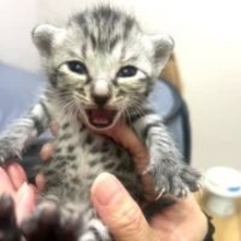 「妊娠した猫を人間のエゴで産ませないで」…人懐っこい野良猫、逆子の難産28時間の末に子猫7匹誕生　出産を手伝うことになった理由とは