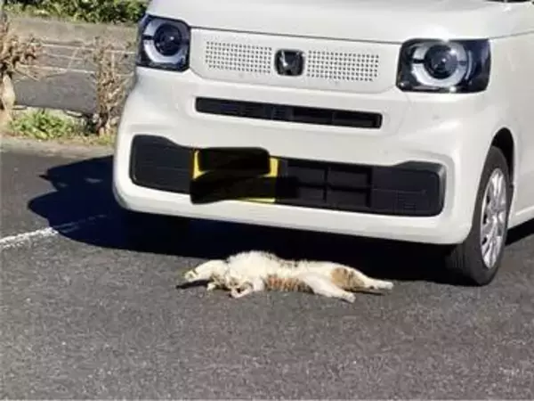 「「猫が轢かれてる？」→声をかけたら…「当たり屋？」「計画的犯行？」実は常習ニャンだった」の画像