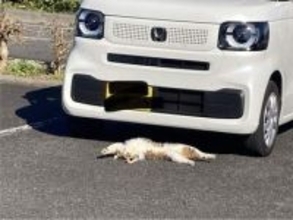 「猫が轢かれてる？」→声をかけたら…「当たり屋？」「計画的犯行？」実は常習ニャンだった