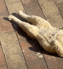 「これ落ちてたら戸惑うよ」ご飯をもらいに来ていた野良猫、触ろうとすると「シャー！」だったのに…庭で見た光景に思わず二度見