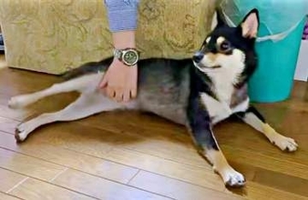 お腹を撫でられた柴犬、気持ちよすぎて（？）まさかの「足パカーン！」　飼い主に見せた無防備な姿に「開いた！」「ほんとかわいい」