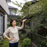 「10年間放置された空き家の巨木→伸び放題の枝がわが家の敷地内に！台風時の倒木が心配です　伐採するための手続きとは？【弁護士が解説】」の画像1