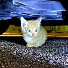 駐車場に響き渡る悲痛な鳴き声、車の下で怯えていた子猫を迎えたら→愛犬の死に涙する飼い主に寄り添う大切な家族に