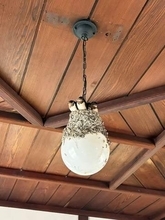 「ようそんなグラグラするとこに家建てたな」駅舎の鳥の巣に驚き「ツルツルが心配」「床暖房つき物件？」