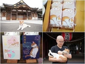 「厄除け猫」として参拝者から親しまれている寺猫「ふーちゃん」 人々の信仰をつなぐ架け橋的存在に 岡山・瑜伽山蓮台寺
