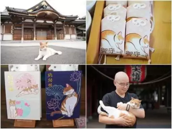 「厄除け猫」として参拝者から親しまれている寺猫「ふーちゃん」 人々の信仰をつなぐ架け橋的存在に 岡山・瑜伽山蓮台寺