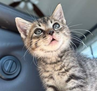 通勤途中、草むらから子猫の鳴き声　葉っぱをめくると雨に濡れて震える小さな命　会社ぐるみで見守り、同僚が迎えることに