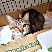 後遺症で片目が小さな猫に、亡き猫の姿が重なり家族に　夜鳴きも治療も乗り越え甘えん坊のおてんばに