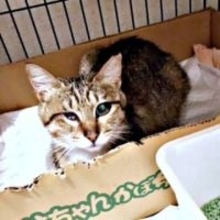 後遺症で片目が小さな猫に、亡き猫の姿が重なり家族に　夜鳴きも治療も乗り越え甘えん坊のおてんばに