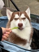 渋いシベリアンハスキーがくわえるのは…？ギャップ萌えに「葉巻に変えてくれ！」リプライ欄はAI活用した大喜利大会に