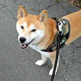 「なぜそこで！？ 柴犬が冬の公園で突然ゴロスリ…　ユニークな行動に「柴犬最高」「氷の上で楽しそう」「ひんやり気持ちいいのね」」の画像1