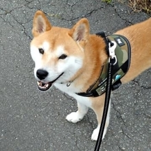 なぜそこで！？ 柴犬が冬の公園で突然ゴロスリ…　ユニークな行動に「柴犬最高」「氷の上で楽しそう」「ひんやり気持ちいいのね」