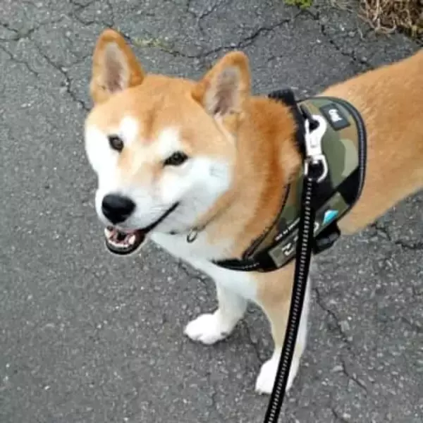 なぜそこで！？ 柴犬が冬の公園で突然ゴロスリ…　ユニークな行動に「柴犬最高」「氷の上で楽しそう」「ひんやり気持ちいいのね」